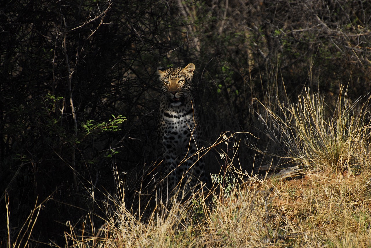 Biodiversity on the Edge: What Can We Do to Protect It?